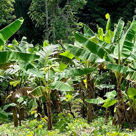 Eden Jungle Lodge Bocas Town Ngoại thất bức ảnh