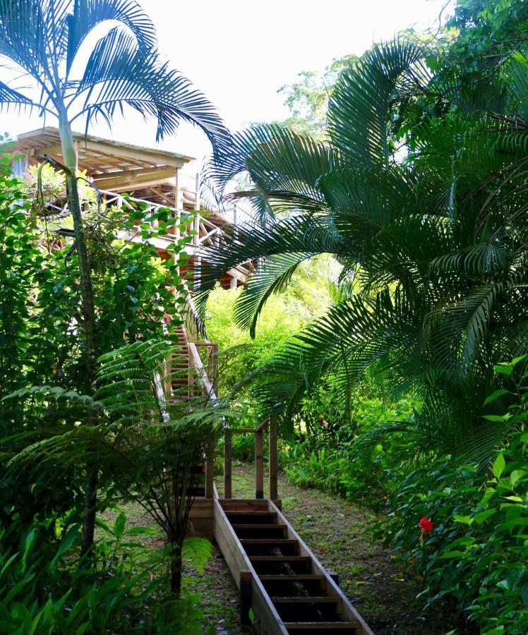 Eden Jungle Lodge Bocas Town Ngoại thất bức ảnh