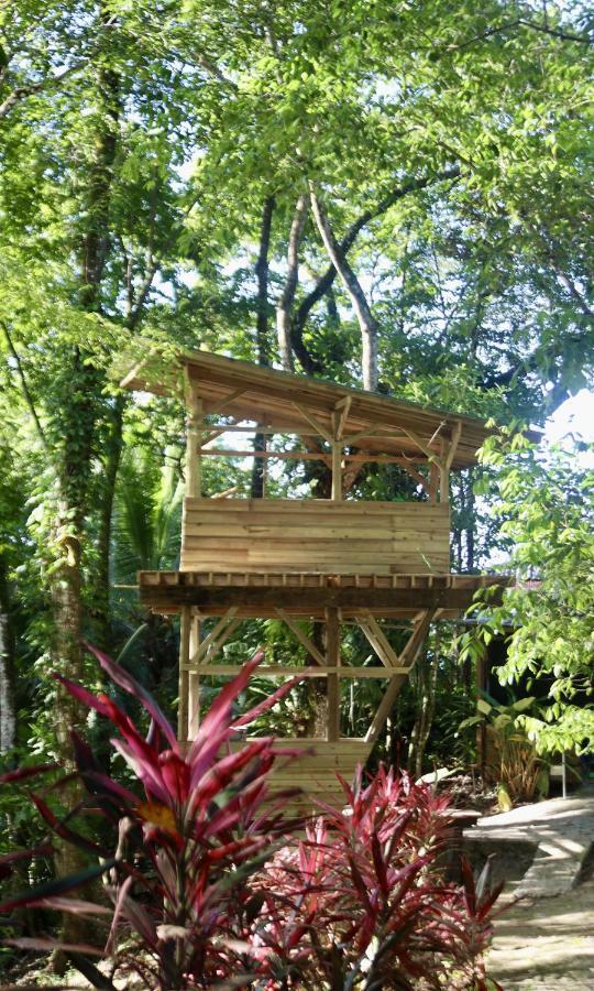 Eden Jungle Lodge Bocas Town Ngoại thất bức ảnh