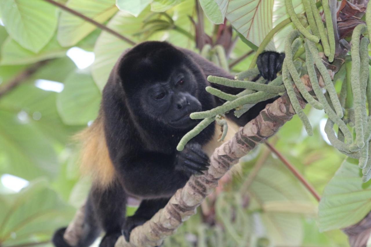 Eden Jungle Lodge Bocas Town Ngoại thất bức ảnh