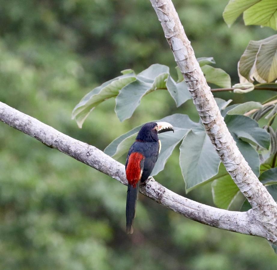 Eden Jungle Lodge Bocas Town Ngoại thất bức ảnh