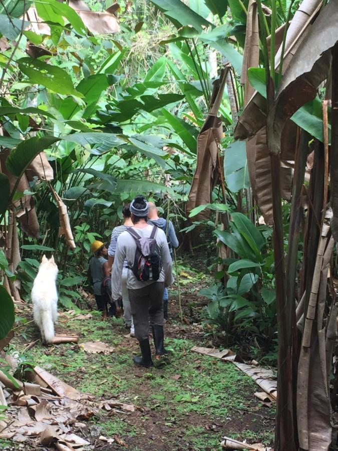 Eden Jungle Lodge Bocas Town Ngoại thất bức ảnh