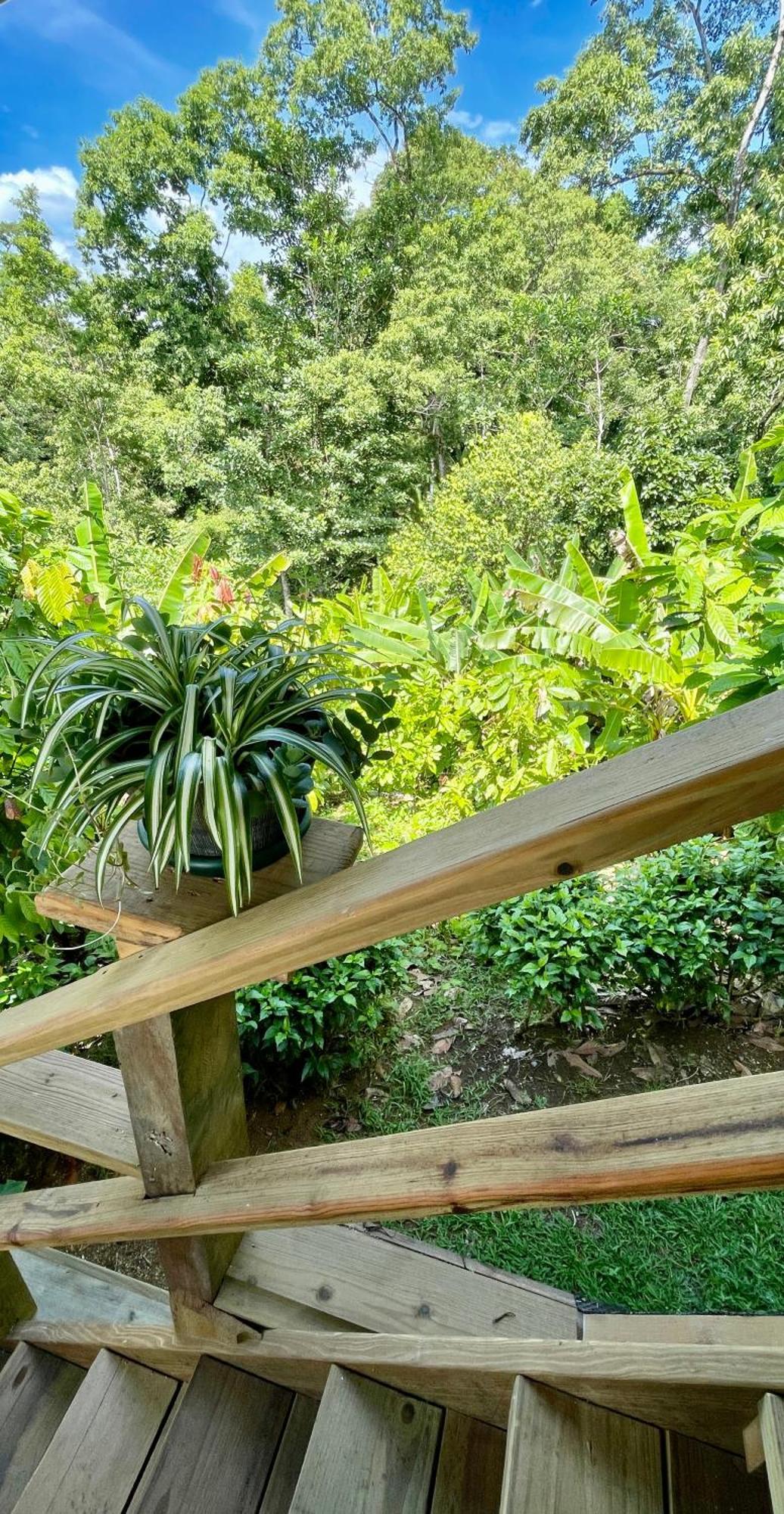 Eden Jungle Lodge Bocas Town Ngoại thất bức ảnh