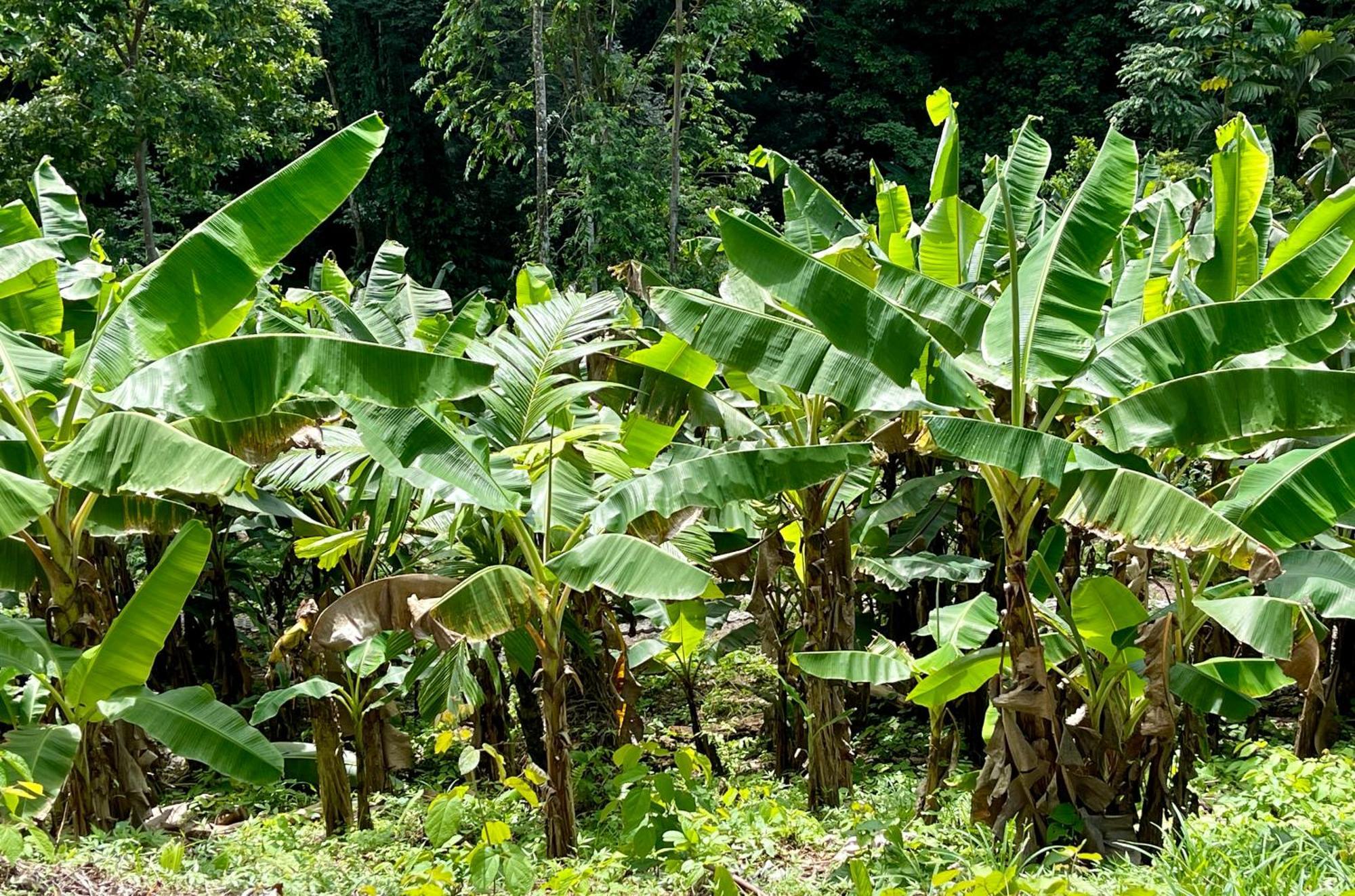 Eden Jungle Lodge Bocas Town Ngoại thất bức ảnh