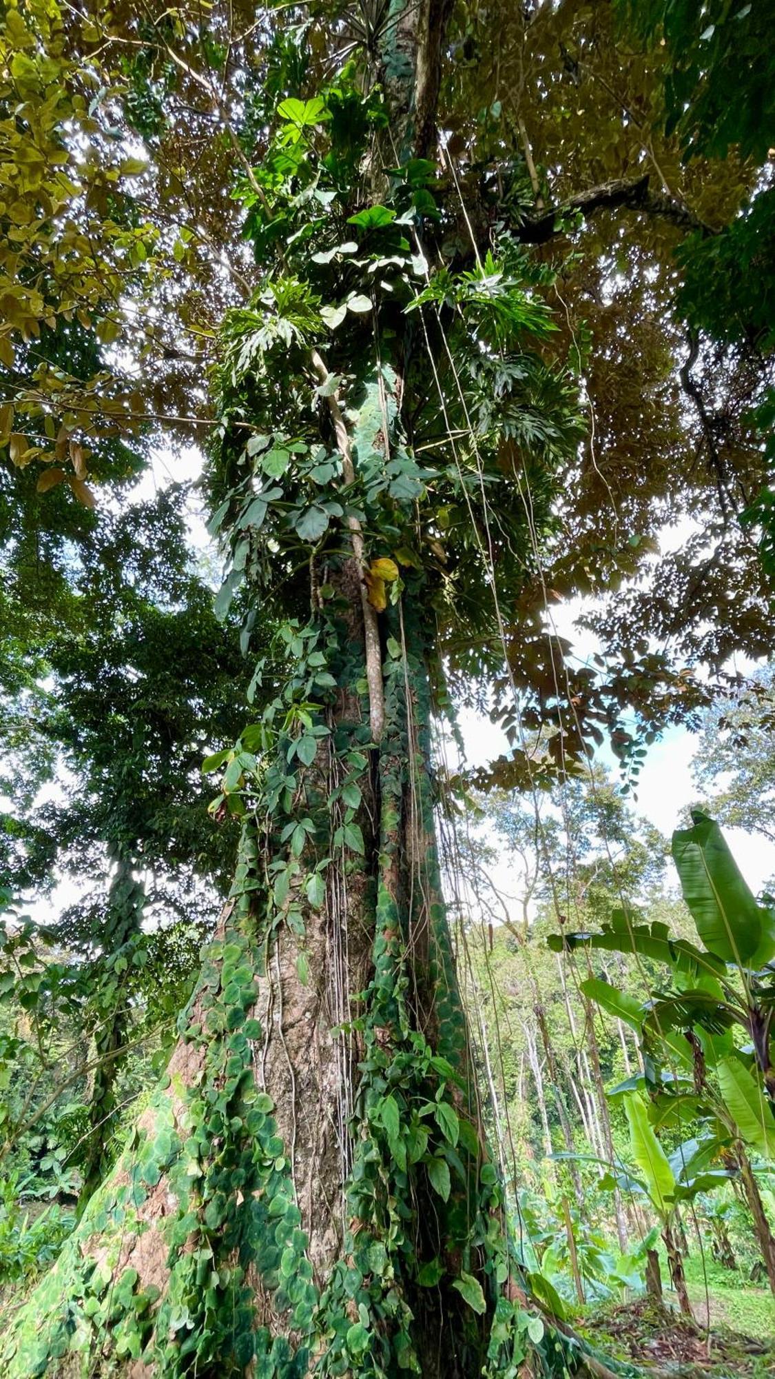 Eden Jungle Lodge Bocas Town Ngoại thất bức ảnh